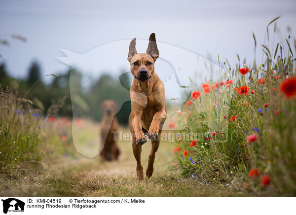 rennender Rhodesian Ridgeback / running Rhodesian Ridgeback / KMI-04519