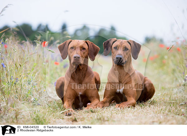 2 Rhodesian Ridgebacks / 2 Rhodesian Ridgebacks / KMI-04520