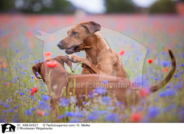 2 Rhodesian Ridgebacks / 2 Rhodesian Ridgebacks / KMI-04521