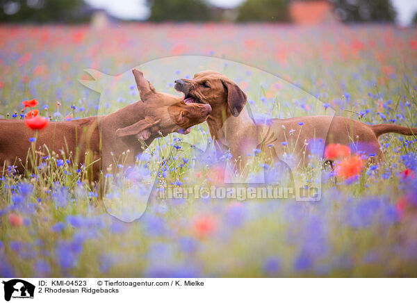 2 Rhodesian Ridgebacks / 2 Rhodesian Ridgebacks / KMI-04523