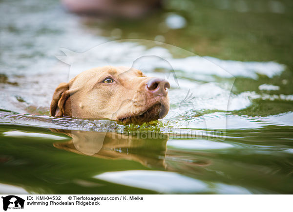 schwimmender Rhodesian Ridgeback / swimming Rhodesian Ridgeback / KMI-04532