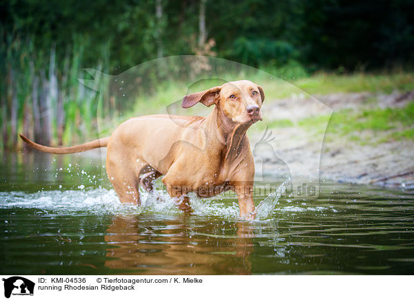 rennender Rhodesian Ridgeback / running Rhodesian Ridgeback / KMI-04536