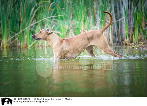 badender Rhodesian Ridgeback / bathing Rhodesian Ridgeback / KMI-04538