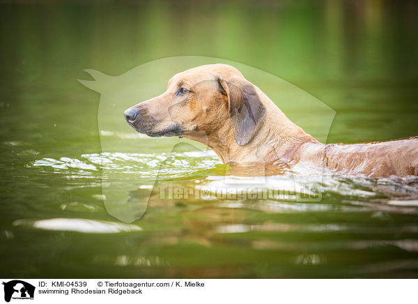 schwimmender Rhodesian Ridgeback / swimming Rhodesian Ridgeback / KMI-04539