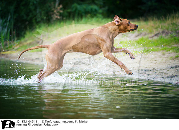 rennender Rhodesian Ridgeback / running Rhodesian Ridgeback / KMI-04541