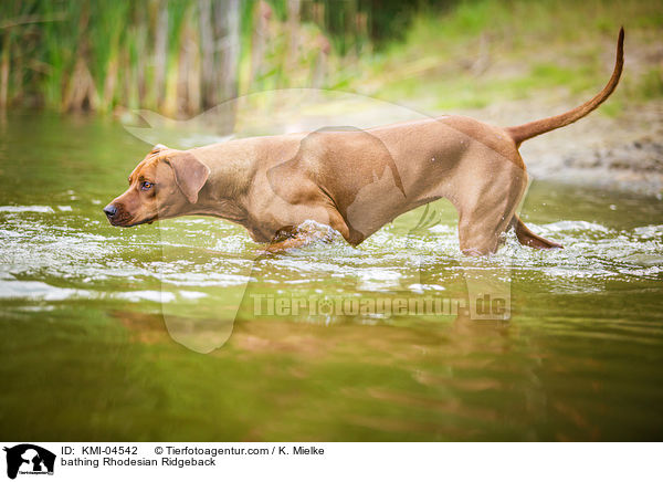 badender Rhodesian Ridgeback / bathing Rhodesian Ridgeback / KMI-04542