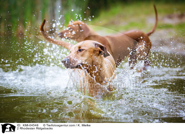 2 Rhodesian Ridgebacks / 2 Rhodesian Ridgebacks / KMI-04548