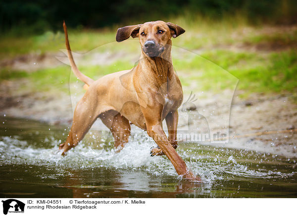 rennender Rhodesian Ridgeback / running Rhodesian Ridgeback / KMI-04551