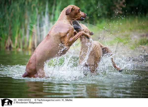 2 Rhodesian Ridgebacks / 2 Rhodesian Ridgebacks / KMI-04553