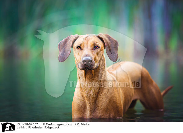 badender Rhodesian Ridgeback / bathing Rhodesian Ridgeback / KMI-04557