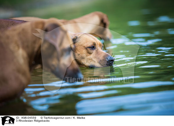 3 Rhodesian Ridgebacks / 3 Rhodesian Ridgebacks / KMI-04559