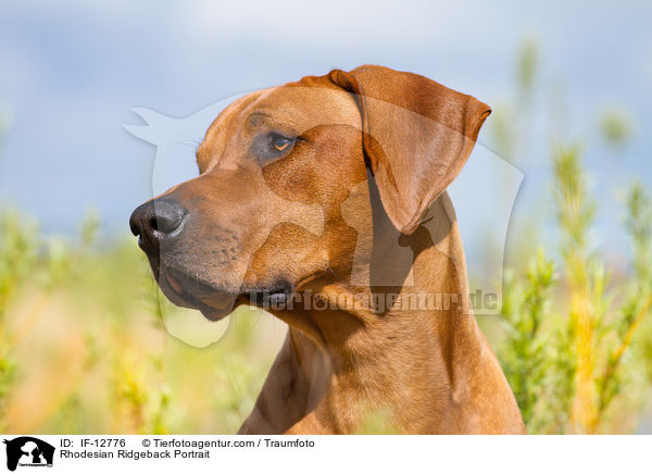 Rhodesian Ridgeback Portrait / Rhodesian Ridgeback Portrait / IF-12776