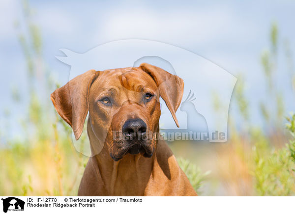 Rhodesian Ridgeback Portrait / Rhodesian Ridgeback Portrait / IF-12778