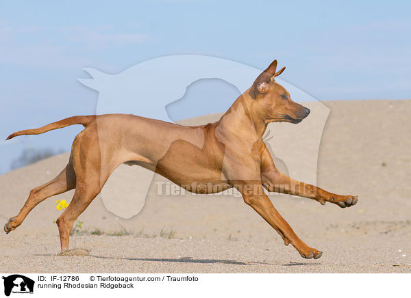 rennender Rhodesian Ridgeback / running Rhodesian Ridgeback / IF-12786