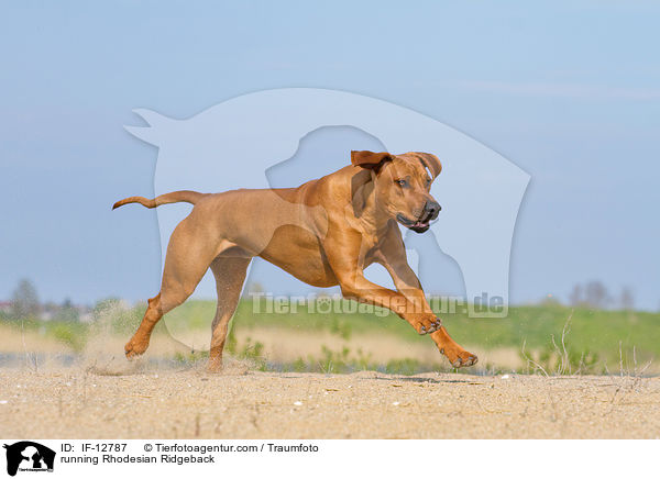 rennender Rhodesian Ridgeback / running Rhodesian Ridgeback / IF-12787