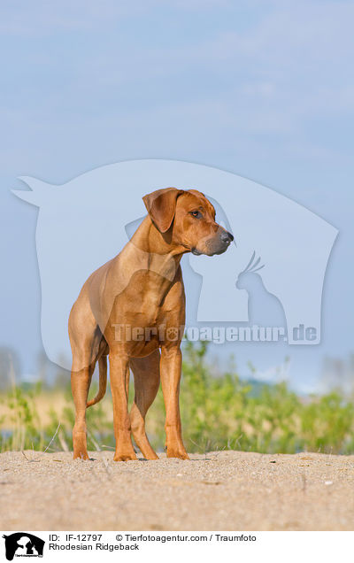 Rhodesian Ridgeback / Rhodesian Ridgeback / IF-12797