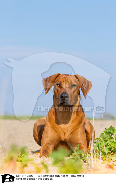 liegender Rhodesian Ridgeback / lying Rhodesian Ridgeback / IF-12800