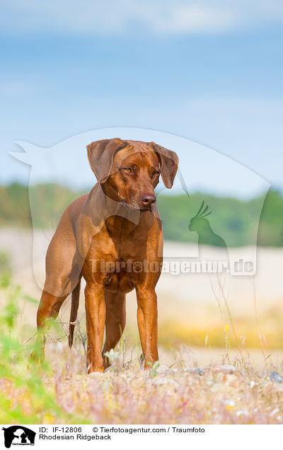 Rhodesian Ridgeback / Rhodesian Ridgeback / IF-12806