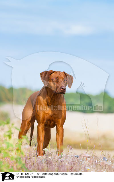 Rhodesian Ridgeback / Rhodesian Ridgeback / IF-12807