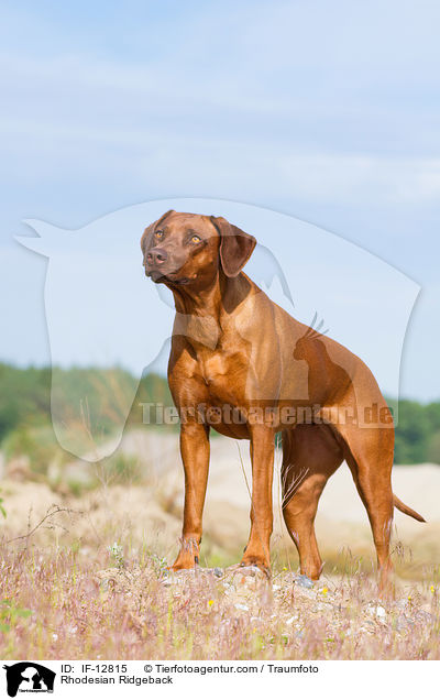 Rhodesian Ridgeback / Rhodesian Ridgeback / IF-12815