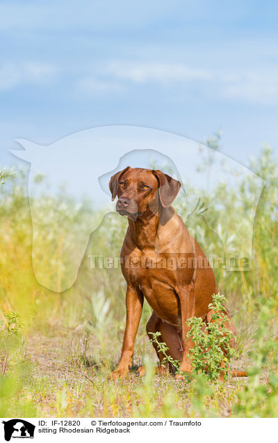 sitzender Rhodesian Ridgeback / sitting Rhodesian Ridgeback / IF-12820