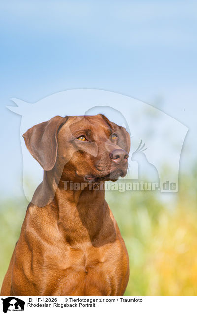 Rhodesian Ridgeback Portrait / Rhodesian Ridgeback Portrait / IF-12826