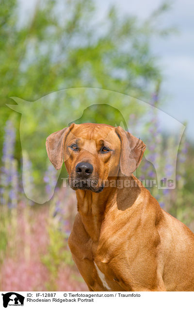 Rhodesian Ridgeback Portrait / Rhodesian Ridgeback Portrait / IF-12887