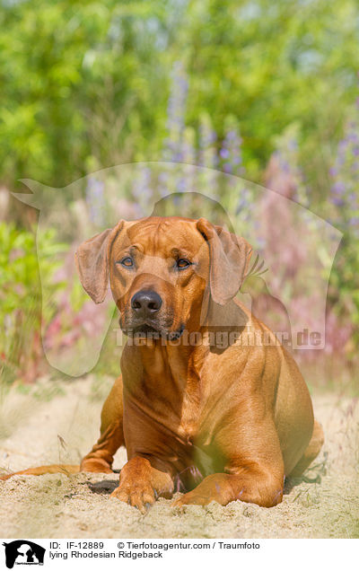 liegender Rhodesian Ridgeback / lying Rhodesian Ridgeback / IF-12889