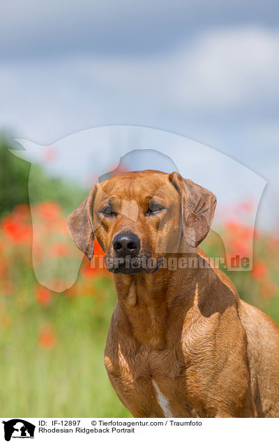 Rhodesian Ridgeback Portrait / Rhodesian Ridgeback Portrait / IF-12897