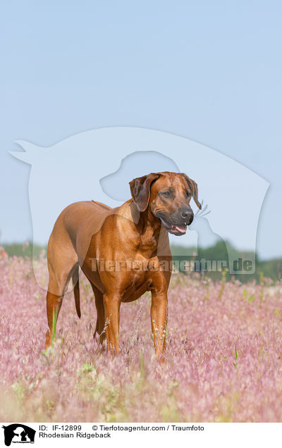 Rhodesian Ridgeback / Rhodesian Ridgeback / IF-12899