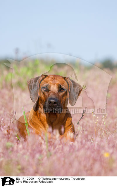 liegender Rhodesian Ridgeback / lying Rhodesian Ridgeback / IF-12900