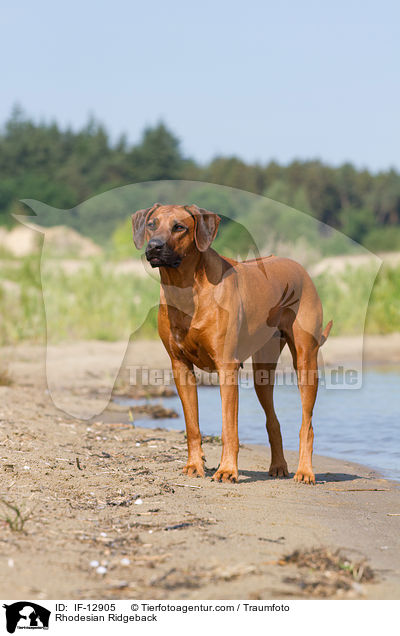 Rhodesian Ridgeback / Rhodesian Ridgeback / IF-12905