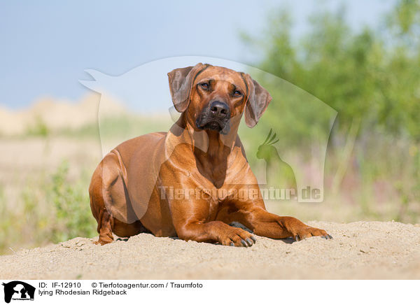 liegender Rhodesian Ridgeback / lying Rhodesian Ridgeback / IF-12910