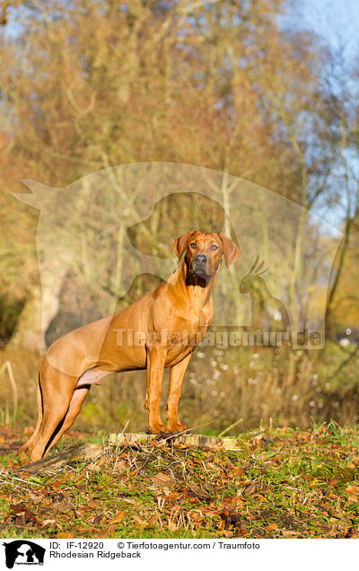 Rhodesian Ridgeback / Rhodesian Ridgeback / IF-12920