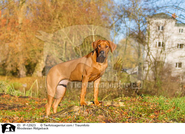 Rhodesian Ridgeback / Rhodesian Ridgeback / IF-12923