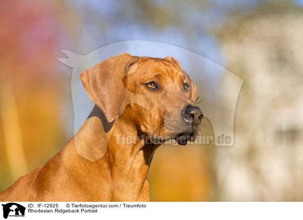 Rhodesian Ridgeback Portrait / Rhodesian Ridgeback Portrait / IF-12925