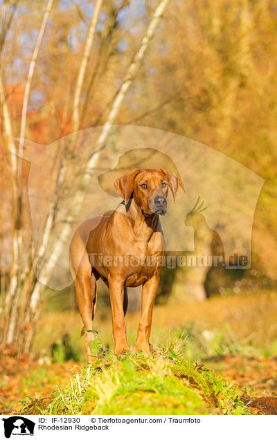 Rhodesian Ridgeback / Rhodesian Ridgeback / IF-12930