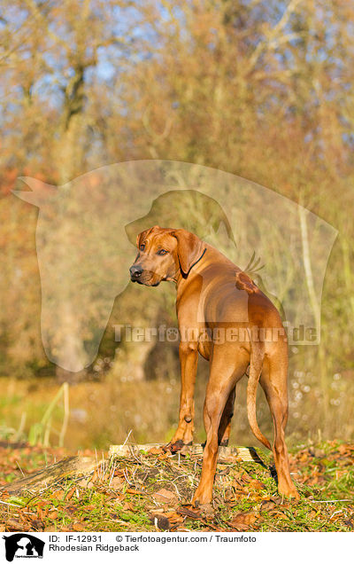 Rhodesian Ridgeback / Rhodesian Ridgeback / IF-12931