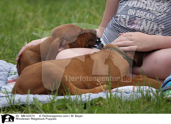 Rhodesian Ridgeback Welpen / Rhodesian Ridgeback Puppies / MB-02074