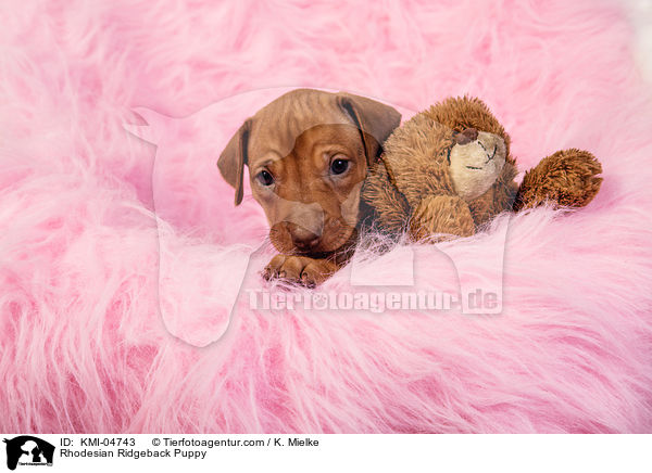 Rhodesian Ridgeback Welpe / Rhodesian Ridgeback Puppy / KMI-04743