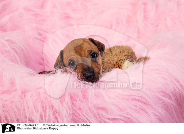 Rhodesian Ridgeback Welpe / Rhodesian Ridgeback Puppy / KMI-04745