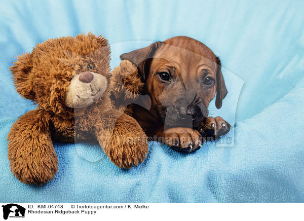 Rhodesian Ridgeback Welpe / Rhodesian Ridgeback Puppy / KMI-04748