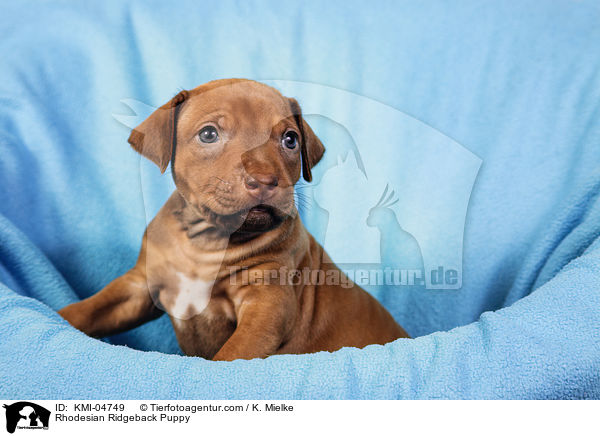 Rhodesian Ridgeback Welpe / Rhodesian Ridgeback Puppy / KMI-04749