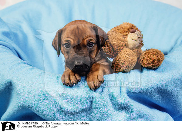 Rhodesian Ridgeback Welpe / Rhodesian Ridgeback Puppy / KMI-04750