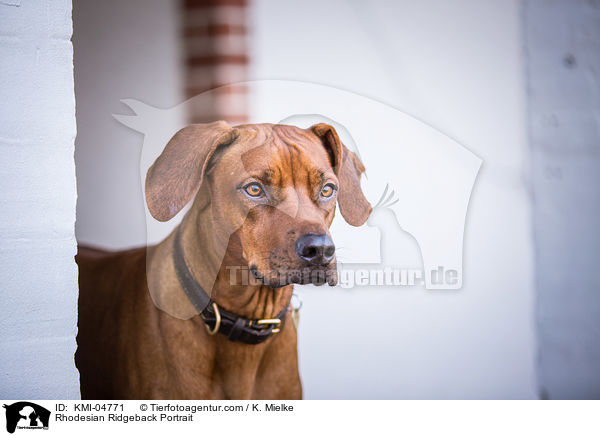 Rhodesian Ridgeback Portrait / Rhodesian Ridgeback Portrait / KMI-04771