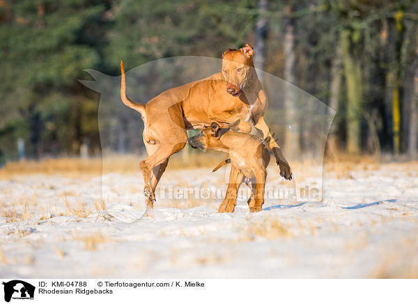 Rhodesian Ridgebacks / Rhodesian Ridgebacks / KMI-04788