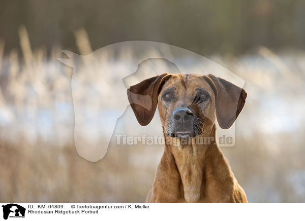 Rhodesian Ridgeback Portrait / Rhodesian Ridgeback Portrait / KMI-04809