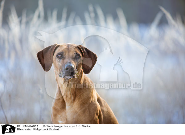 Rhodesian Ridgeback Portrait / Rhodesian Ridgeback Portrait / KMI-04811