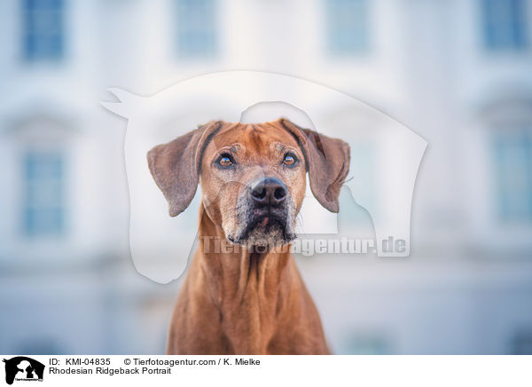 Rhodesian Ridgeback Portrait / Rhodesian Ridgeback Portrait / KMI-04835