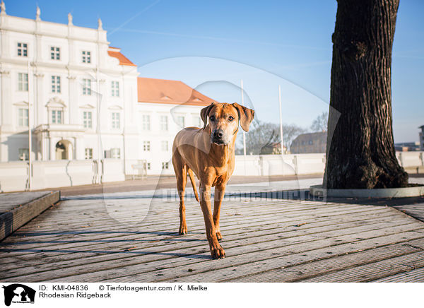 Rhodesian Ridgeback / Rhodesian Ridgeback / KMI-04836